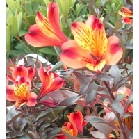 Alstroemeria'Indian Summer 