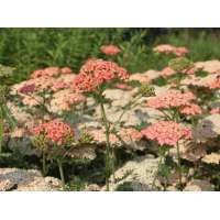 Achillea millefolium'Lachsschönheit'