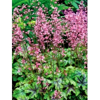 Heucherella'Tapestry'