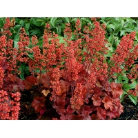 Heuchera'Cherry Cola' 