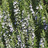 Rosmarinus officinalis'Mrs.Jessup's Upright'