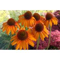 Echinacea'Tiki Torch'