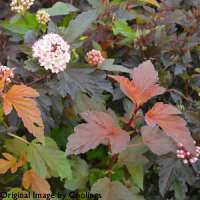 Physocarpus opulifolius'Diablo d'or' 