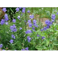 Campanula persicifolia'Coerulea'