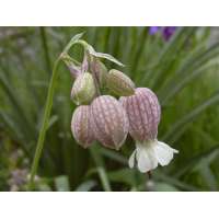 Silene vulgaris