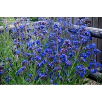 Anchusa azurea'Dropmore'