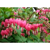 Dicentra spectabilis 