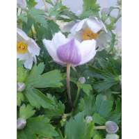 Anemone'Dainty Swan'