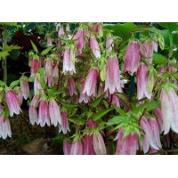 Campanula'Elizabeth'