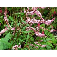 Persicaria amplexicaulis'Pink Elefant' 