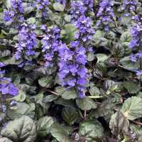 Ajuga tenorii'Valfredda'