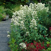 Centranthus ruber'Albus'