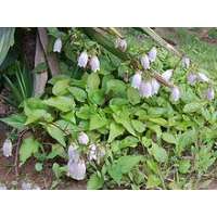 Campanula punctata