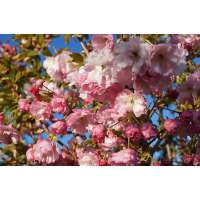 Prunus serrulata'Pink Perfection' 