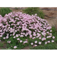 Oenothera speciosa'Siskyou'