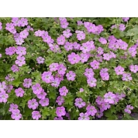 Geranium renardii'Tcschelda'