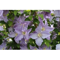 Clematis'Blekitny Aniol' 