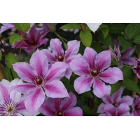 Clematis'Girenas' 