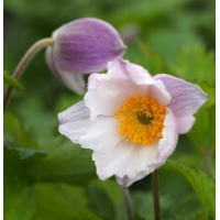 Anemone rupicola'Ruffled Swan'