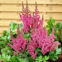 Astilbe'Visions in Pink'