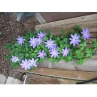 Clematis'Baltyk' 