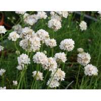 Armeria maritima'Alba'