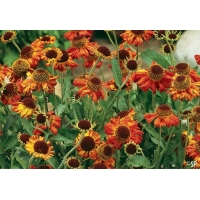 Helenium'Moerheim Beauty' 