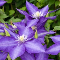 Clematis'Daniel Deronda' 