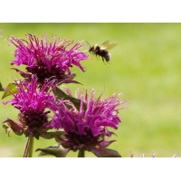 Monarda'Kardinal'