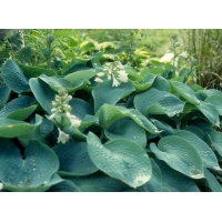 Hosta sieboldiana'Elegans' 