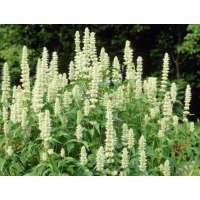 Agastache rugosa'Alabaster'