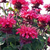 Monarda'Bee-You-Bee- Happy' 