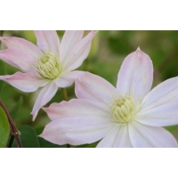 Clematis'Etoile Nacrée' 