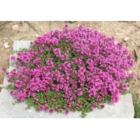 Thymus praecox'Coccineus' 