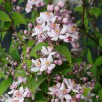 Deutzia hybrida'Mont Rose' 