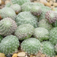 Sempervivum ciliosum'Borisii'