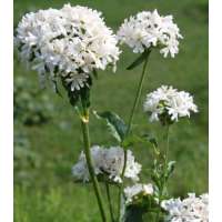 Lychnis chalcedonic'Alba'