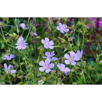 Geranium'Blue Cloud'