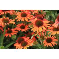 Echinacea purpurea'Orange Pearl'