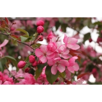 Malus'Mokum' 