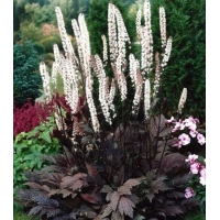 Actaea ramosa'Chocoholic'