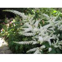 Astilbe japonica'Washington'