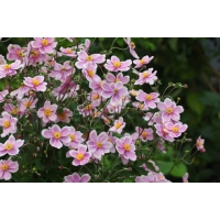 Anemone tomentosa'Robustissima'