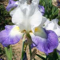 Iris germanica'Mission Ridge'