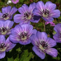 Geranium'Havanna Blues'