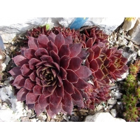 Sempervivum'Granat'