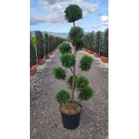 Cupressocyparis leylandii'Caslewellan gold' pon pon 