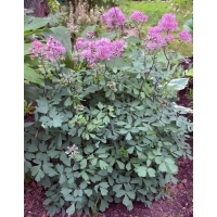 Thalictrum aquilegifolium'Thundercloud'