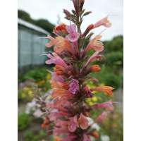 Agastache barberi'Tangerine Dream'