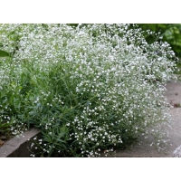 Gypsophila paniculata'Schneeflocke'